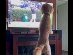 Watch: टीवी पर पोलो देखता कुत्ता हुआ हैरान, आप भी देखिए क्यों