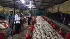 Wardha : मलातपुर शेतशिवारात हजारो कोंबड्यांचा खच, तब्बल 1 हजार 340 कोंबड्यांच्या मृत्यू