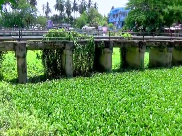 Farmers have blamed about water logging 5கிமீ தூரம்.. பச்சை போர்த்திய ஆறு! தேங்கிய ஆற்று நீர்! விவசாயிகளுக்கு சிக்கலாகும் ஆகாயத்தாமரை!