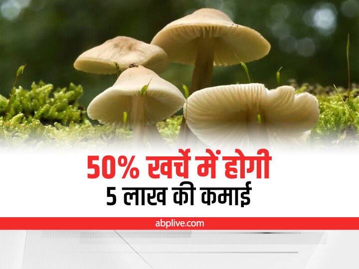 mushroom cultivation is high income theory in low expenses Milky Mushroom High Income: 50% खर्चे में होगी 5 लाख की कमाई, इस तरीके से करें मशरूम की खेती
