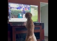 Video: ટીવી પર પોલોની રમત જોતો કૂતરો મુકાયો આશ્ચર્યમાં, જુઓ કૂતરાની માસૂમિયત