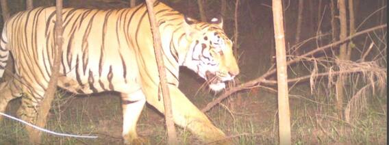 Tiger Fear in Kakinada District : వారం రోజులుగా ప్రత్తిపాడులో పులి కదలికలు | ABP Desam