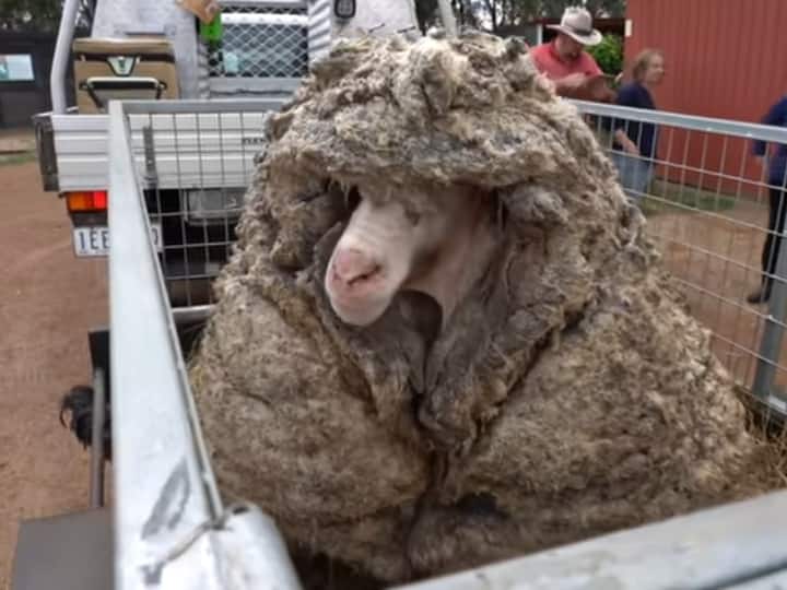 a sheep found in Australia covers with 35 kg wool trending on social media Watch: 35 किलो ऊन से लदे भेड़ का Before और After का वीडियो देखा क्या 