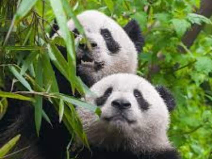 a man taking care of four panda kids video goes viral on internet Watch: बहुत क्यूट हैं पांडा के ये छोटे बच्चे, देखेंगे तो आप भी हो जायेंगे रिलैक्स