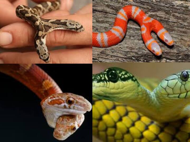 rare two heads snakes getting video viral on social media Watch: कभी नहीं देखा होगा ऐसा सांप, आंखें फटी की फटी रह जाएंगी, देखें वीडियो