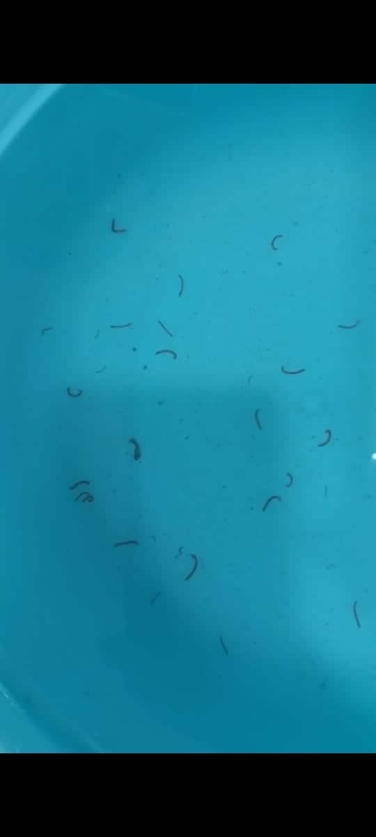 Dirty and infected water is supplied in Nagpur through Maharashtra Jeevan Pradhikaran Nagpur News : उपराजधानीत अळ्यायुक्त पाण्याचा पुरवठा; अनेक तक्रारीनंतरही परिस्थिती 'जैसे थे'