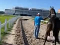 Watch: मगरमच्छ को देख घोड़े को लगा ऐसा डर की दौड़ने से किया साफ इंकार, देखें वीडियो...