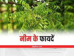 Neem Benefits: नीम की पत्तियां से बीमारियों को ठीक करने के लिए कैसे ले सकते हैं फायदा