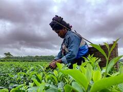 Many Countries Send Back Indian Tea Due To High Pesticide Content
