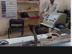 Watch: रेलवे अफसर की टेबल पर आ बैठा विशालकाय कोबरा, सांप देख रेल कर्मचारियों के उड़े होश