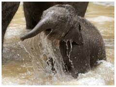 Watch: हाथी के बच्चे की ऐसी अदा देख, आप भी हो जायेंगे फिदा, यकीन नहीं आता तो वीडियो देखें