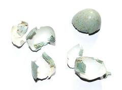 Egg Shell: ডিমের খোসা ফেলে না দিয়ে কাজে লাগাতে পারেন! কীভাবে?