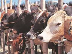 ஆடு.. உடும்பு.. தற்போது மாடு.. வன்கொடுமைக்கு ஆளாகும் மிருகங்கள்! தொடரும் அதிர்ச்சி சம்பவங்கள்!