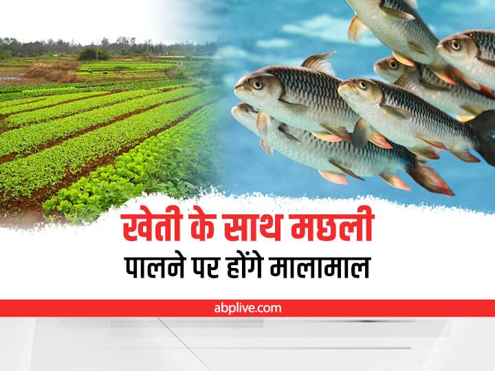 Farmers will get financial help for fish farming with agriculture Integrated Farming in India: खेती के साथ-साथ मछली पालने पर मालामाल होंगे किसान, तालाब खोदने के लिये सरकार देगी पैसा