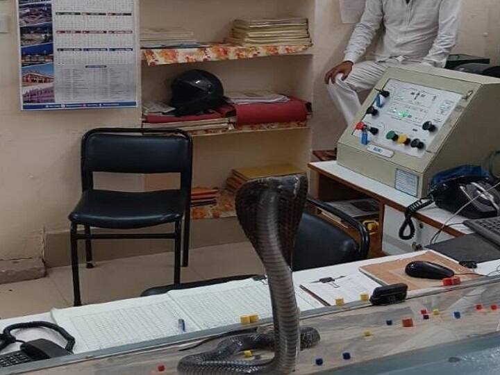 Kota: Six-Feet Cobra Sits Like A Boss On Railway Officer’s Table In Panel Room; Internet Reacts ரயில்வே அறைக்கு வந்த அழையா விருந்தாளி: ஸ்டேஷன் அதிகாரியுடன் அதகளம் செய்த ராஜநாகம்!