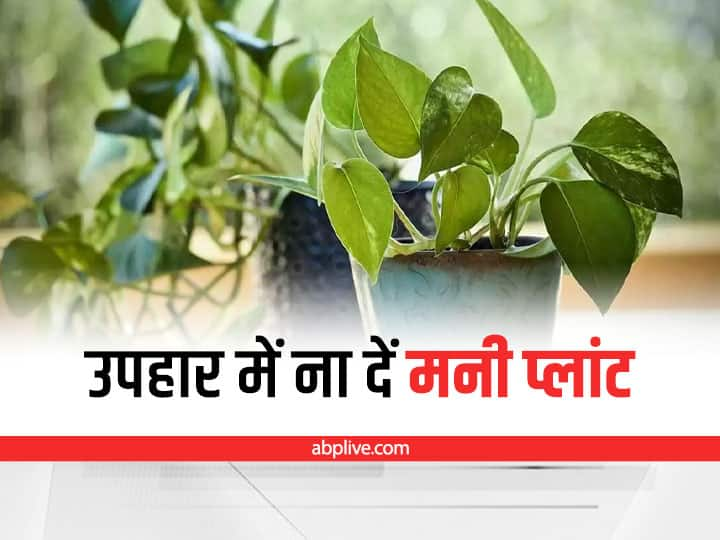 Never gift anyone money plant according to vastu Vastu Tips Related To Money Plant: भूलकर भी गिफ्ट में न दें मनी प्लांट पौधा, हो सकता है अशुभ