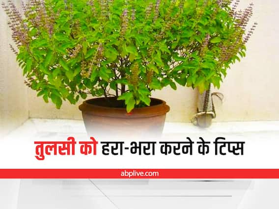 Tulsi Planting Tips: गर्मियों में तुलसी के पौधों को रखना है हरा-भरा, अपनाएं ये आसान से उपाय Tulsi Planting Tips: गर्मियों में तुलसी के पौधों को रखना है हरा-भरा, अपनाएं ये आसान से उपाय