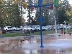 Watch: पानी को देखे कुत्ते का मचला दिल, बच्चों की तरह की मस्ती, वीडियो देख ताज़गी से भर जाएगा मन