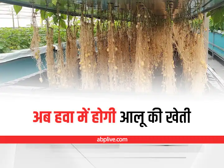 Potatoes will now grow in the air, leaving the compost-soil, learn about the wonderful techniques Potato in The Air Potato in The Air : ਖਾਦ-ਮਿੱਟੀ ਛੱਡ ਹੁਣ ਹਵਾ 'ਚ ਉਗਣਗੇ ਆਲੂ, ਜਾਣੋ ਸ਼ਾਨਦਾਰ ਤਕਨੀਕ ਬਾਰੇ