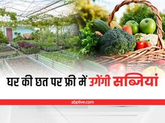 Kitchen Gardening Tips: घर की छत पर बिना खर्चे में उगायें पौष्टिक सब्जियां, रसोई के कचरे से हो जायेगा खाद-बीज का इंतजाम