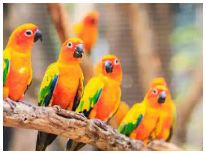 Watch: ਪਹਿਲਾਂ ਗੁੱਸਾ ਫਿਰ ਪਿਆਰ, ਅਜੀਬ ਹੈ ਇਸ ਤੋਤੇ ਦਾ ਅੰਦਾਜ਼, ਦੇਖ ਕੇ ਤੁਸੀਂ ਵੀ ਰਹਿ ਜਾਓਗੇ ਹੈਰਾਨ