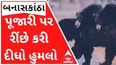 બનાસકાંઠાઃ મંદિરના પૂજારી પર રીંછે કરી દીધો હુમલો, લોકોમાં ફફડાટ