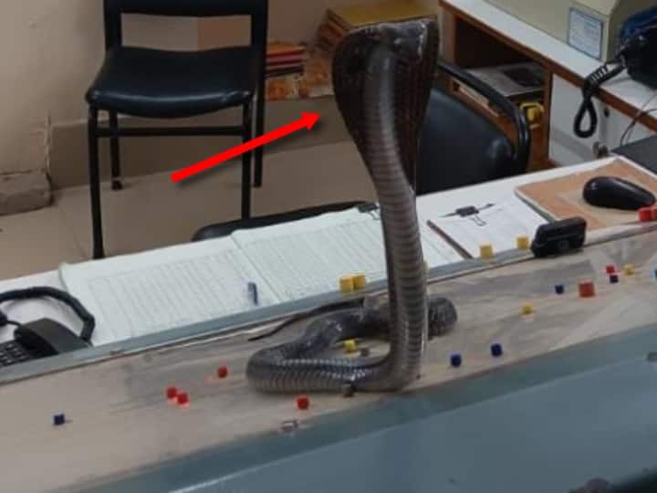 six feet cobra sitting in railway station panel room video viral on internet marathi news Viral News : पॅनल रूममध्ये फणा पसरून बसला कोब्रा, रेल्वे मास्तरला पळता भुई थोडी