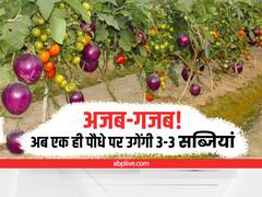 Farming: अजब-गजब! अब एक ही पौधे पर उगेंगी 3-3 सब्जियां! जानें खास तकनीक
