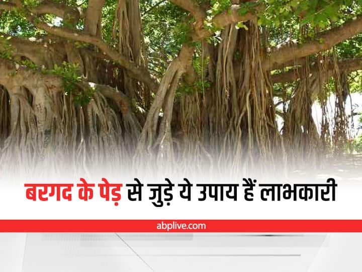 Vat Purnima 2022 Worship Gods Reside in Banyan Tree Remedy Will Eliminate Disease Vat Purnima 2022: बरगद के पेड़ पर होता है इन देवताओं का वास, ये उपाय बीमारी को करेगा जड़ से खत्म