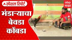 कोंबडा... अट्टल बेवडा! भंडाऱ्यातल्या कोंबड्याला दारूचं व्यसन, कशी लागली दारुची चटक? Special Report
