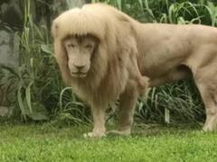 Watch: सोशल मीडिया पर छाया ‘चाइनीज शेर’, अनोखा हेयरस्टाइल देख लोग हुए लोट-पोट