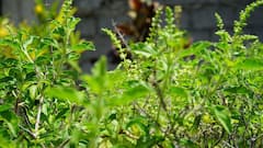 Tulsi Planting Tips: गर्मियों में तुलसी के पौधों को रखना है हरा-भरा, अपनाएं ये आसान से उपाय