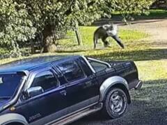 Watch: पार्क में कंगारू ने शख्स पर किया हमला, जमकर हुई पटका-पटकी, वीडियो देख लोट-पोट हो जाएंगे आप!