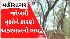 મહીસાગરઃ માર્ગની વચ્ચે જોખમી વૃક્ષોને કારણે અકસ્માતનો ભય