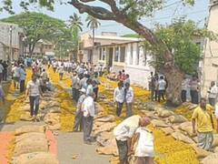 सांगली कृषी उत्पन्न बाजार समितीत हळदीची GST करातून अखेर मुक्तता, आवक मोठ्या प्रमाणावर होण्यास मदत