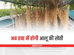 Potato in the Air: खाद-मिट्टी छोड़ अब हवा में उगेंगे आलू, जानिये इस शानदार तकनीक के बारे में