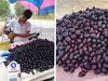 Jamun Health Benefits: నేరేడులో ఉండే పోషకాలు ఇవే, రోజుకు ఒకటి చొప్పున తింటే మంచిదే, కానీ..
