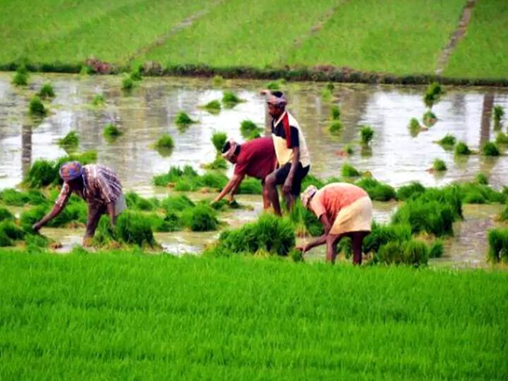 Theni: Paddy cultivation has started from Kambam Valley to Palanichettipatti தேனி : கம்பம் பள்ளத்தாக்கு பகுதியிலிருந்து பழனிசெட்டிபட்டி வரை.. முதல்போக நெல் விவசாயம் குறித்து ஒரு தொகுப்பு..
