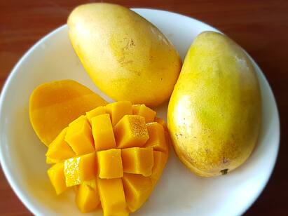 mango lovers take note ayurvedic experts மாம்பழத்தை எப்படி சாப்பிட வேண்டும் தெரியுமா? - ஆயுர்வேத நிபுணர்களின் பதில்