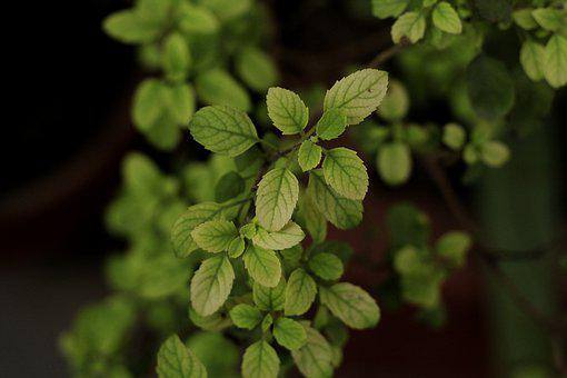 तुलसी की पत्तियों को बीच-बीच में पानी देना जरूरी होता है. सर्दियों में आप 5 से 6 दिन के बाद पानी डाल सकते हैं. वहीं, बरसात में पानी डालने की जरूरत नहीं होती है. हालांकि, गर्मियों में मिट्टी जब सूखने लगे, तो पानी तुरंत डालें. (Photo- Pixabay)