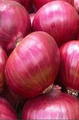 नाशिकमध्ये उद्या भव्य कांदा परिषद