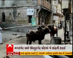 દ્વારકા જિલ્લામાં ફરી સામે આવ્યો રખડતા ઢોરનો આતંક