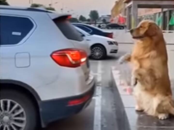 Dog helping driver to park car on right place video viral on social media Watch: कार पार्क करवाने में माहिर है ये कुत्ता, यकीन न हो तो Video देख लो