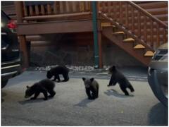 Watch: कार के पीछे छुपने की कोशिश करते दिखे भालू के नन्हें शावक, वायरल वीडियो