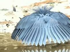 Watch: काले बगुले ने अनोखे अंदाज़ में पकड़ी मछली, देखिए ये Viral Video