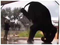 Watch: हाथी को Headstand करते देखा कभी? वायरल वीडियो देखकर आप हो जायेंगे हैरान