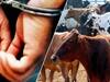 Rape On Cow : చివరికి ఆవును కూడా వదల్లేదు - రేప్ చేస్తూ సీసీ కెమెరాకు చిక్కేశాడు !