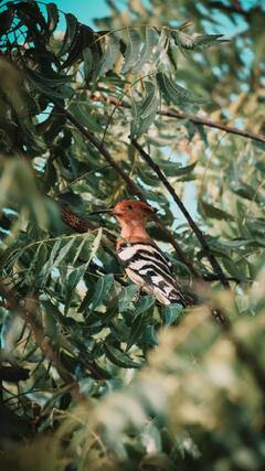 Health Tips : निरोगी केसांपासून ते रक्त शुद्धीकरणापर्यंत कडुलिंबाच्या पानांचा 'असाही' होतो वापर; एकदा वापरून पाहाच