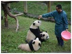 Watch: एक साथ कई पांडा को मस्ती करते देखा है? आप भी वीडियो देख हो जाएंगे मस्त