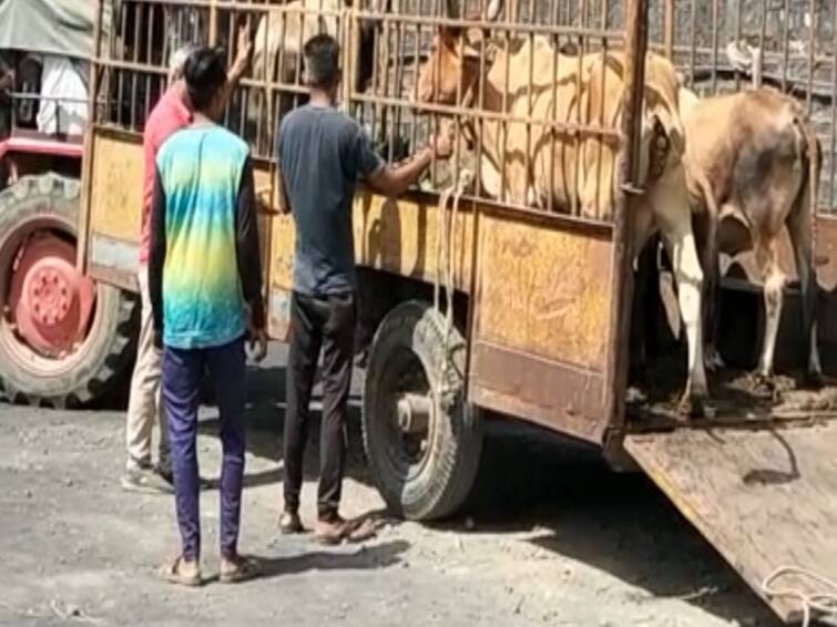 Two animals suspected to have died of lumpy virus in Porbandar PORBANDAR : લમ્પિ વાયરસથી બે પશુઓના મોત થયાની આશંકા, શંકાસ્પદ પશુઓના સેમ્પલ લેવાયા